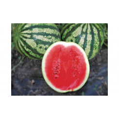 Найси F1 (KS 638 F1) семена арбуза раннего (Kitano Seeds)