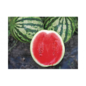Найси F1 (KS 638 F1) семена арбуза раннего (Kitano Seeds)