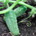 Каліпс F1 насіння огірка бджолозапилюваного (Agri Saaten)