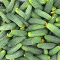 Каліпс F1 насіння огірка бджолозапилюваного (Agri Saaten)