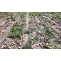 Спениш Медальон F1 семена лука репчатого желтого (Sakata)