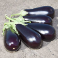 Прадо F1 (КS 27 F1) семян баклажана раннего (Kitano Seeds)