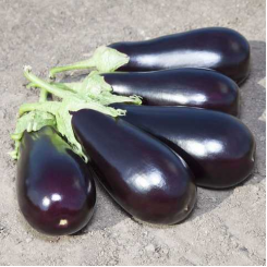 Прадо F1 (КS 27 F1) насіння баклажана раннього (Kitano Seeds)