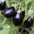 Прадо F1 (КS 27 F1) семян баклажана раннего (Kitano Seeds)