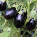 Прадо F1 (КS 27 F1) насіння баклажана раннього (Kitano Seeds)