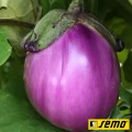 Беата F1 семян баклажана раннего (Semo)
