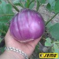Беата F1 насіння баклажана раннього (Semo)