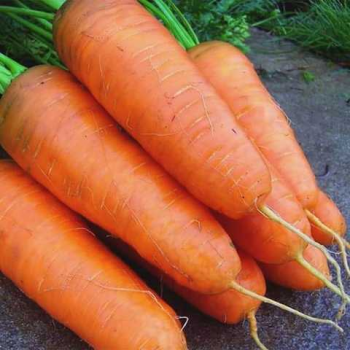 Курода Шантана семена моркови (United Genetics)