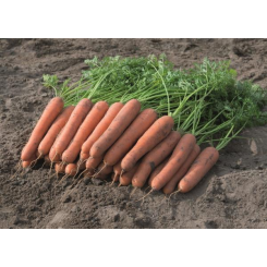 Навал F1 (1,8-2,0 мм) насіння моркви (Bejo)