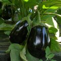 Чемодан F1 семена баклажана раннего (Spark Seeds)