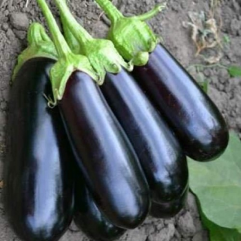 Миринда F1 семена баклажана раннего (Lark Seeds)