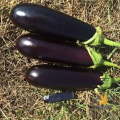 Миринда F1 семена баклажана раннего (Lark Seeds)