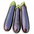 Миринда F1 семена баклажана раннего (Lark Seeds)