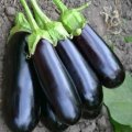 Миринда F1 семена баклажана раннего (Lark Seeds)