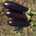 Миринда F1 семена баклажана раннего (Lark Seeds)