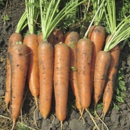 СВ 3118 ДЧ F1 (SV 3118 DH F1) (1,6-1,8мм) насіння моркви (Seminis)
