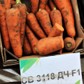 СВ 3118 ДВ F1 (SV 3118 DH F1) (1,4-1,6мм) семена моркови (Seminis)