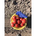 Велоз F1 (Veloz F1) семена помидора детерминантного (Seminis)