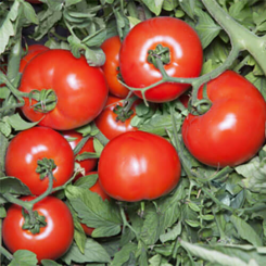 Хайд F1 (KS 835) F1 семена помидора детерминантного (Kitano Seeds)
