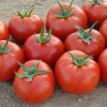 Хайд F1 (KS 835) F1 семена помидора детерминантного (Kitano Seeds)