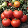 Хайд F1 (KS 835) F1 семена помидора детерминантного (Kitano Seeds)