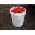 Шаста F1 насіння помідора детермінантного (Lark Seeds)