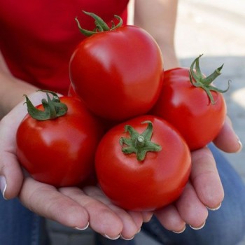 КС 74 (KS 74) F1 семена томата полудетерминантного (Kitano Seeds)