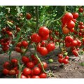 Хітомакс F1 насіння помідора індетермінантного (Kitano Seeds)
