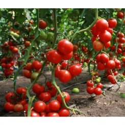Хітомакс F1 насіння помідора індетермінантного (Kitano Seeds)