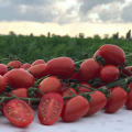 Френзи F1 семена помидора черри детерминантного (Lark Seeds)