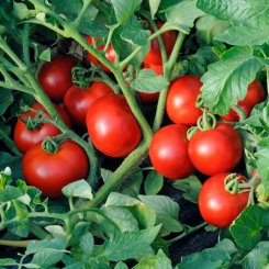 Лартино F1 семена помидора черри индетерминантного (Agri Saaten)