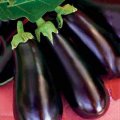 Лонг Вайалет насіння баклажана середнього (Hortus)