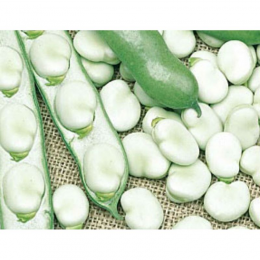 Трижды белые семена боба (GL Seeds)