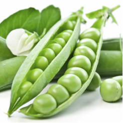 Преладо насіння гороху (Syngenta)