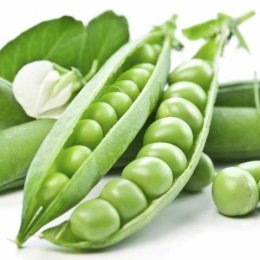 Преладо семена гороха (Syngenta)