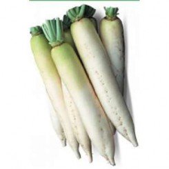 КС 282 F1 семена редьки (Kitano Seeds)