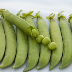 Бінго насіння гороху (Syngenta)
