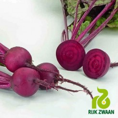 Ліберо (PR 2,75-3,5мм) насіння буряка столового (Rijk Zwaan)