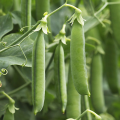 Грунди (Грюнди) семена гороха (Syngenta)