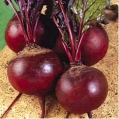 Детройт семян свеклы столовой (Rem seeds)