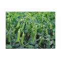 Макси Голд семян гороха (Agri Saaten)