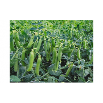 Макси Голд семян гороха (Agri Saaten)