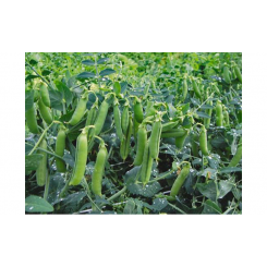 Макси Голд семян гороха (Agri Saaten)