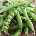 Муцио семян гороха (Syngenta)