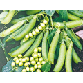 Муцио семян гороха (Syngenta)
