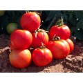 Белфорт F1 Organic семена помидора индетерминантного (Enza Zaden/Vitalis)