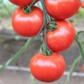 Белфорт F1 Organic семена помидора индетерминантного (Enza Zaden/Vitalis)