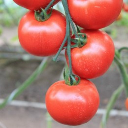 Белфорт F1 Organic семена помидора индетерминантного (Enza Zaden/Vitalis)