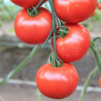 Белфорт F1 Organic семена помидора индетерминантного (Enza Zaden/Vitalis)