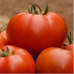 Белле F1 Organic семена помидора индетерминантного (Enza Zaden/Vitalis)